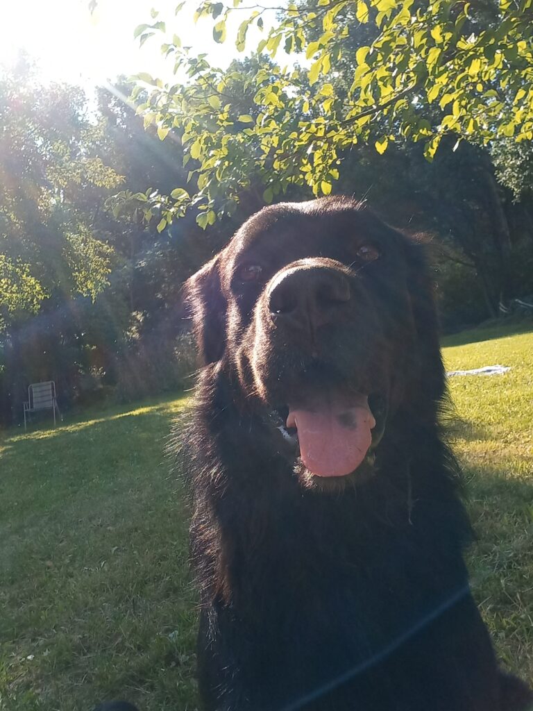 Charly, mein Lesehund.