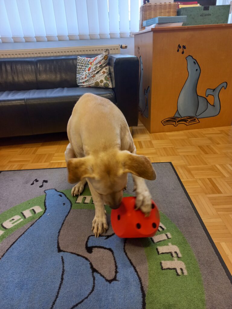 Lia ist im Einsatz als Therapiehund.